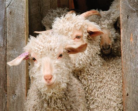 Farming Fiber And Wool From Sheep To Yarn Grit