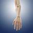 Pronation Of The Forearm Artwork Photograph By Science Photo Library