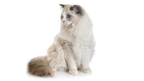 The Ragdoll Cat An Affectionate And Gentle Breed
