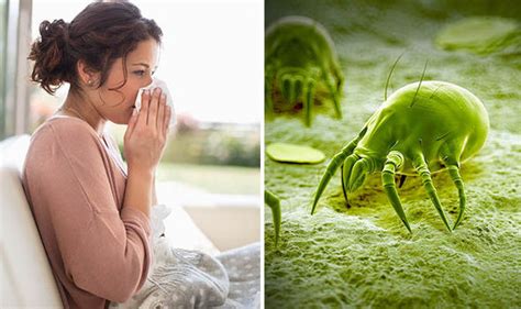 Understanding Dust Mite Allergy Symptoms Indicators And Leads To