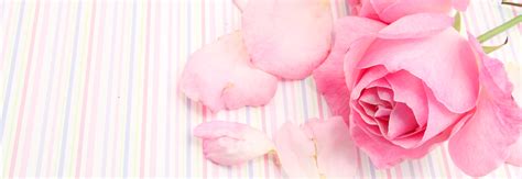 🔥 Download Back Gallery For Alpha Kappa Pink Tea Rose By Kdoyle