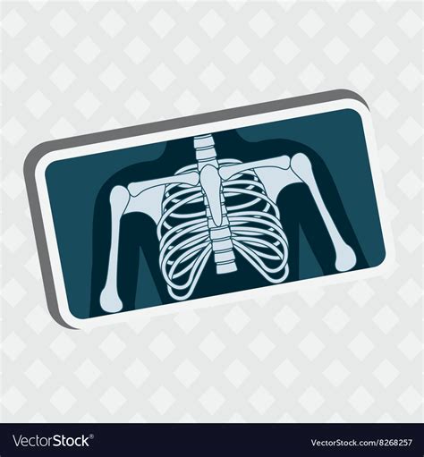 Human Anatomy Design Royalty Free Vector Image
