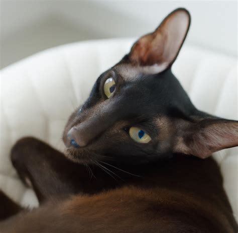 What To Know About Oriental Shorthair Cats