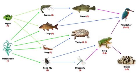 First level consumer animals in the desert? 5.1 Communities and Ecosystems | BioNinja