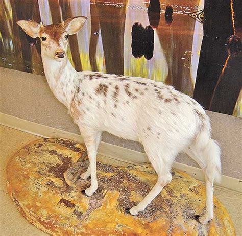 This Mounted Piebald Spike Buck Is On Display At The Mississippi