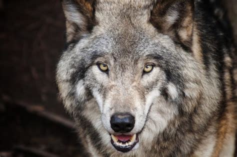 Our berger blanc suisse breeding program, the first in the united states, is the result of many years of research and travel to meet the best breeders and dogs in person. How much do you know about wolves in the... | QuizzClub