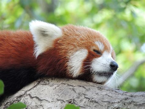 Red Panda Info Photo 12