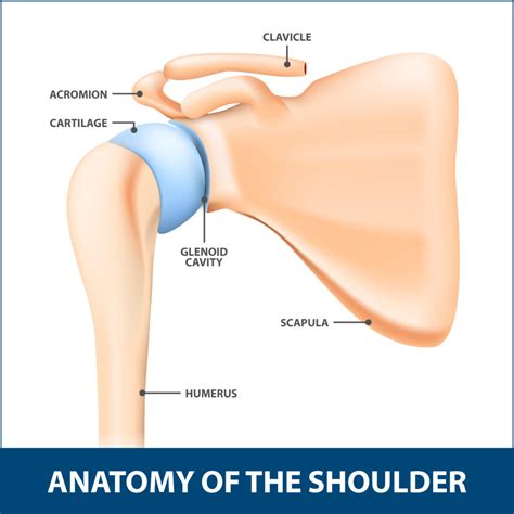 Shoulder Glenoid Fracture Florida Orthopaedic Institute