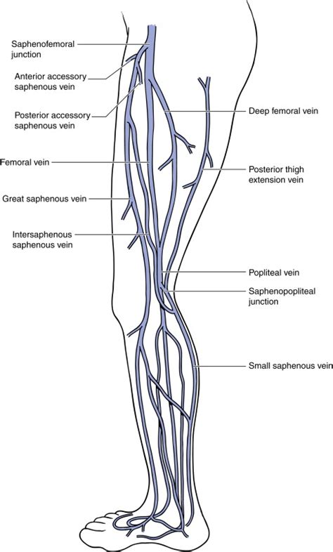 Endovenous Thermal Ablation Of Saphenous And Perforating Veins