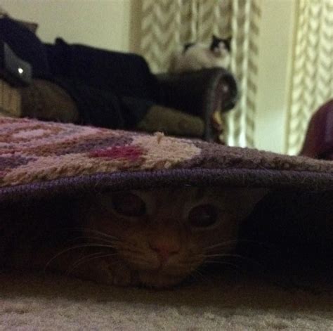 Stealth Mode Activated Stealth Cats Shrink