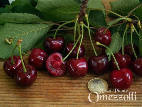 Burlat tree grows very fast, up to 1 meter in a year. BIGARREAU BURLAT - Omezzolli Vivai Piante