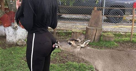 Oh Deer Album On Imgur