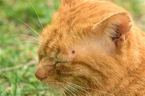 How To Remove A Tick From A Cat What Ticks Look Like On A Cat Lupon