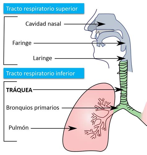 Lista Foto Imagenes De Las Partes Del Sistema Respiratorio Actualizar