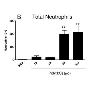Poly I C Induces Cytokine Secretion From Beas B Cells Beas B Cells Download Scientific