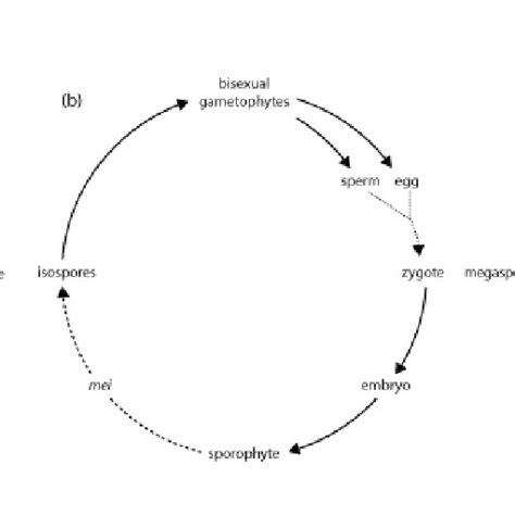 Simplified Life Cycle Diagrams Of A A Charophycean Alga B A