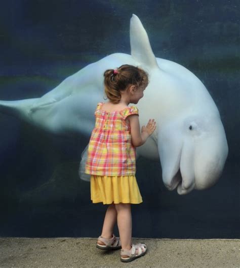 say ahh beluga whale appears to swallow girl 3