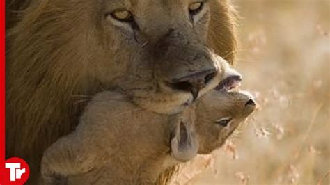 Does Lion Eat His Own Cubs? The 15 Detailed Answer - Musicbykatie.com