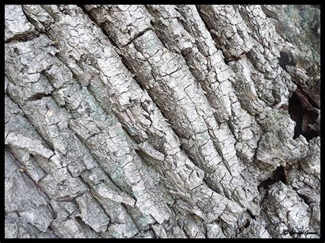 The gray, ridged bark is. My Journey: Wordless Wednesday - Willow Bark