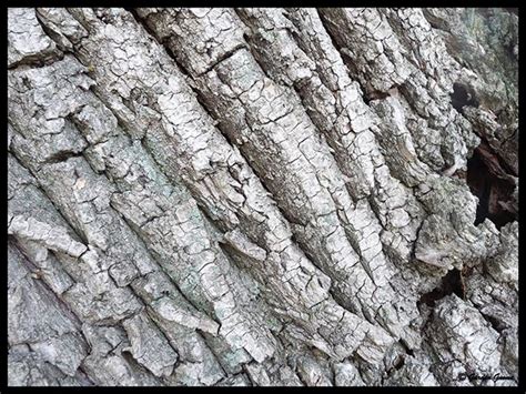 I live a half a block from the water. My Journey: Wordless Wednesday - Willow Bark