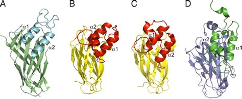 Structural Basis Of Clostridium Perfringens Toxin Complex Formation Pnas