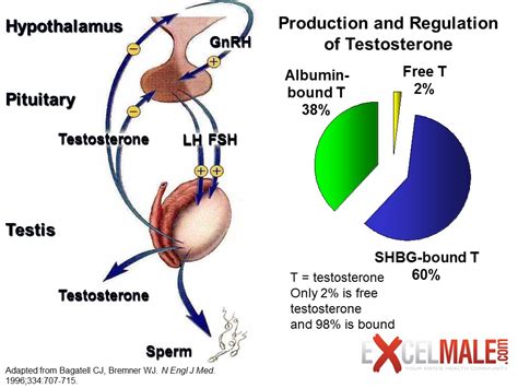 Shbg levels fluctuate throughout your life. Book - Testosterone Wisdom
