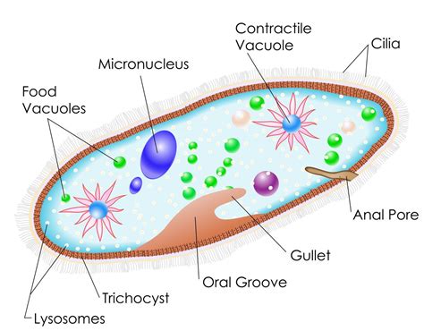 Both protists and fungi are less organized organisms when compared with plants and animals. Examples of Protists - Biology Wise