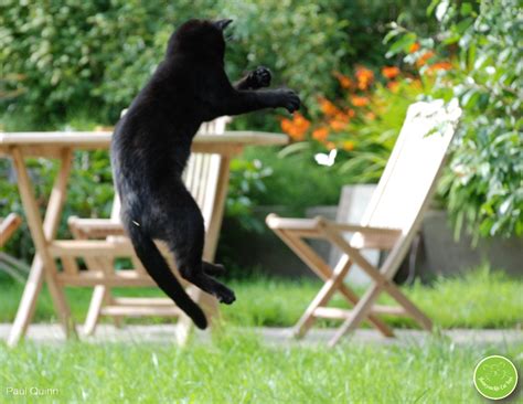 Did You Know That A Cat Can Jump From A Standing Start Over Five Times