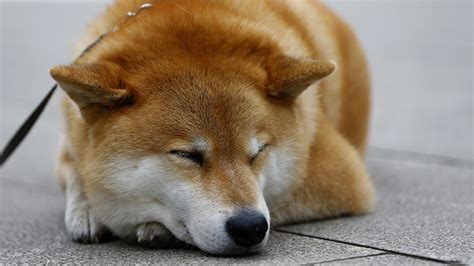 Последние твиты от shiba memes (@shiba_inu_memes). Reddit Users Lose Real Money After Meme Currency Bot Dies