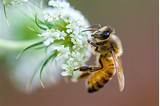 Using effective bee removal methods means the customers will permanently have the bees removed. The Early Life of a Worker Bee - Live Bee Removal