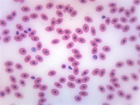 Eisco Prepared Microscope Slide Frog Blood Smear Microbiology Slide