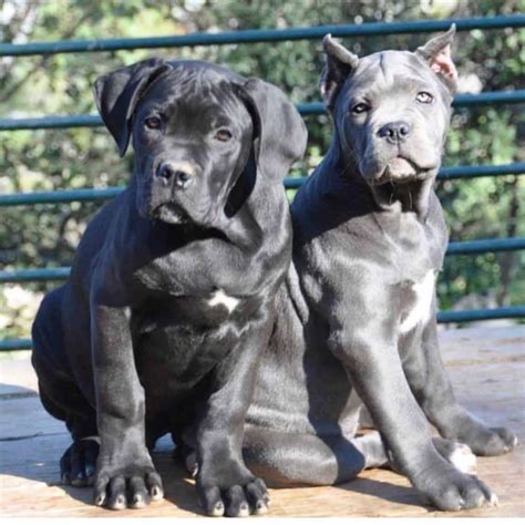 San jose and san francisco dog and puppy training. for sale dog canecorso in San jose and buy puppies of cane ...