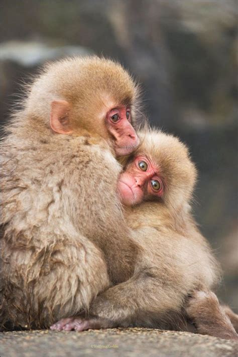 Baby Snow Monkeys Huddling — Photo Tours