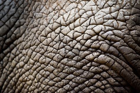 An Elephants Skin Can Be Up To • Facts Zone