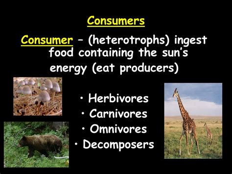 Ppt How Do Organisms Get Their Energy Powerpoint Presentation Free