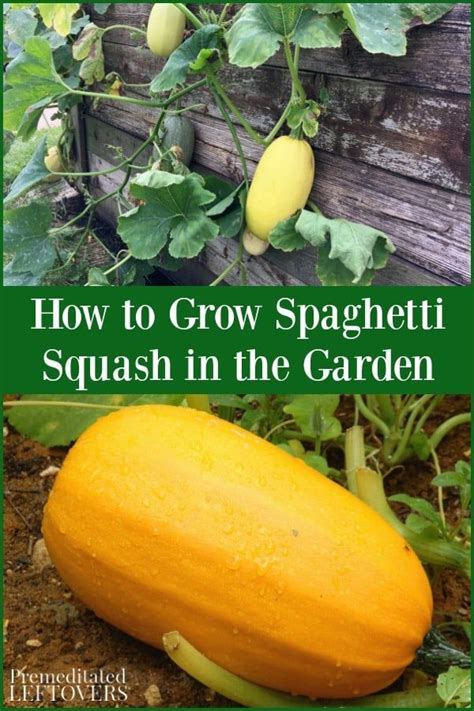 When and how to pick spaghetti squash. Do you want to grow spaghetti squash in your garden? This ...