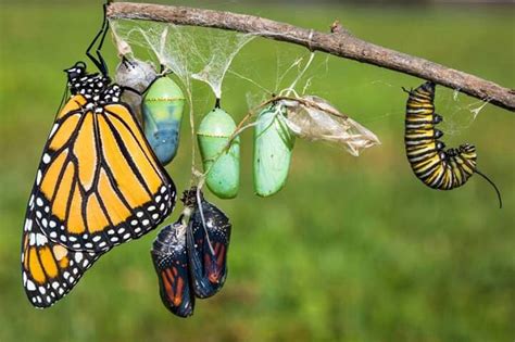 The Monarch Butterfly Stages Of Life By Gabe Leidy Photography Ohio Stages Of A Butterfly