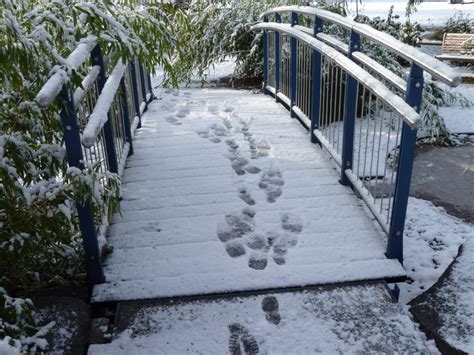Free Images Snow Bridge Sidewalk Walkway Ice Weather Season