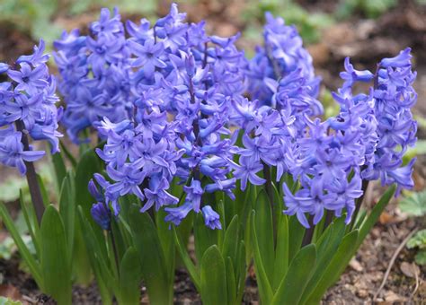 6 Easy To Grow Bulbs For Beautiful Spring Flowers