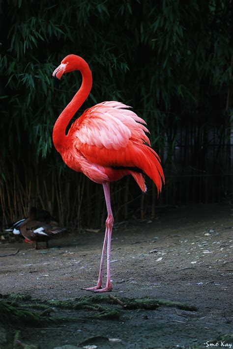 Red Flamingo Photography Nature Petsandanimals Animals Zoo Cute