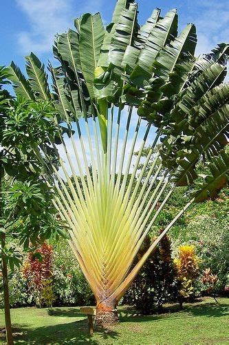 Rare Madagascar Travellers Palm 5 Seeds Etsy Artofit