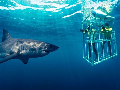 Shark Cage Diving Gansbaai Tours And Prices Tickets N Tour