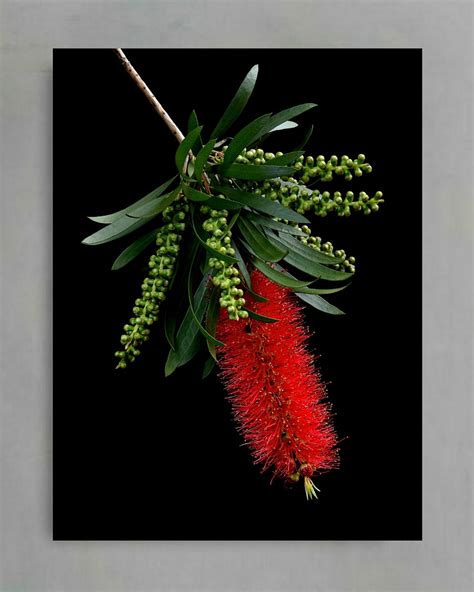 Bottlebrush ~ Australian Native Flora Photography Print By Nadia Culph