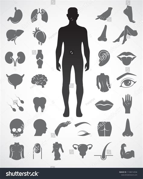 Collection Human Anatomy Icon Set Vector Vector Có Sẵn Miễn Phí Bản