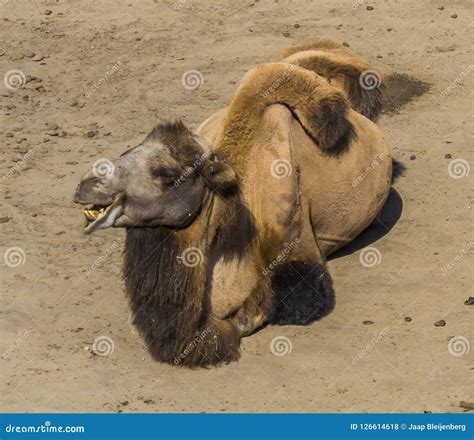 Funny Portrait Close Up Of A Camel Smiling With Two Humps On His Back