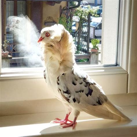 Check spelling or type a new query. Conheça os 34 pombos mais bonitos (e diferentes) da ...