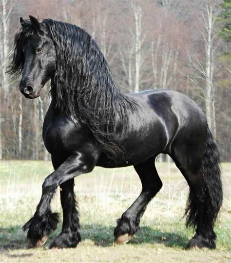 Majestic Horses Most Beautiful Horses Horse Breeds