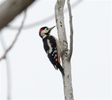 Syrian Woodpecker Syrian Woodpecker Dendrocopos Syriacus Flickr