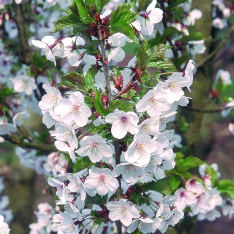 Ornamental grasses supply elegant form, delightful textures, and outstanding diversity in shape how does your garden grow? Prunus Snow Goose | Buy Cherry Blossom Tree | Flowering ...