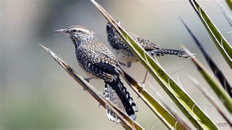 The opuntia (prickly pear cactus) as well as having delicious fruit, has young pads that are eaten as a vegetable. Cactus Wren - YouTube